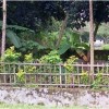 Baliho caleg dipasang di kuburan.